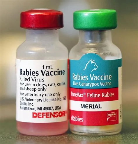 لقاح السعار